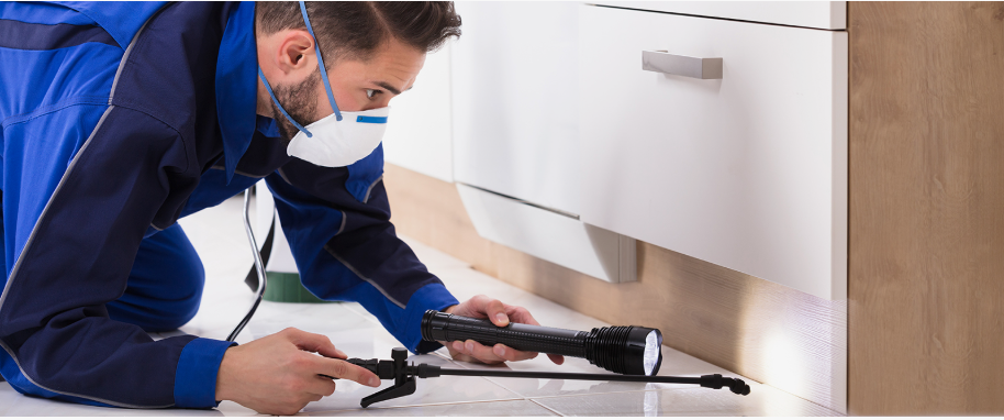 Westminster pest xpert removal